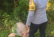 Dua Sapi Warga Subaim Diduga Dicuri dan Disembelih, Polisi Selidiki