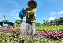 Tiga Subsektor Tekan Penurunan NTP Maluku Utara pada Juni 2026