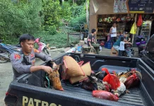 Pelaku Sabung Ayam di Weda Tengah Diburu Polisi