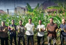 Lapas Ternate Panen Jagung Dukung Ketahanan Pangan Nasional