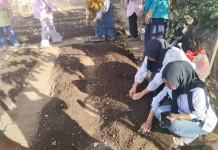 Penanaman Cabai TP PKK Kota Ternate Sebagai Upaya Menjaga Ketahanan Pangan