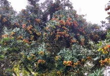 Manisnya Panen Rambutan Jailolo, Menghidupi Petani hingga Puluhan Juta Rupiah