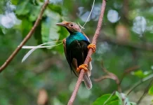 Burung Bidadari Halmahera Resmi Tercatat Sebagai Sumber Daya Genetik