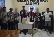 Polsek Ibu Gagalkan Pengiriman 960 Kantong Captikus ke Ternate