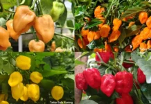 IPB Kembangkan Empat Varietas Cabai Habanero Lokal Pertama Indonesia