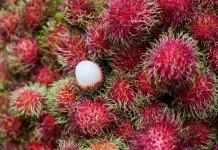 Kenali Kandungan dan Manfaat pada Buah Rambutan