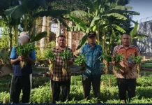 Lapas Ternate Panen 120 Kilogram Kangkung Hasil Pembinaan Warga Binaan