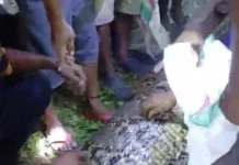 Petani di Kepulauan Sula Ditelan Ular Piton