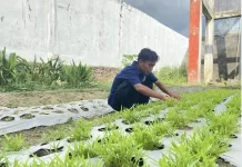 Warga Binaan Lapas Labuha Rawat Kebun Dukung Ketahanan Pangan