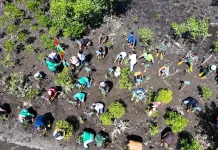 NHM Perkuat ESG melalui Konservasi Mangrove dan Ekonomi Pesisir Halut