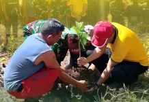 Koramil Wayabula Morotai Luncurkan Emas Hijau Gerakan 1 Juta Pohon Sukun