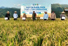 BI Maluku Utara Panen Raya Padi di Haltim, Perkuat Ketahanan Pangan dari Pesantren