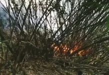 Damkar Tidore Berhasil Padamkan Kebakaran di Kalaodi