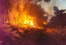 Kebakaran Perkebunan Warga Toboino Haltim Belum Berhasil Dipadamkan