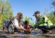 Mahasiswa KKN UGM dan Harita Nickel Tanam 380 Bibit Mangrove di Desa Soligi