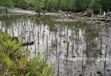 IWIP Perluas Rehabilitasi Mangrove, 36.500 Bibit Berhasil Ditanam