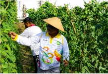 Lapas Sanana Panen Puluhan Kilogram Kacang Panjang, Bentuk Mandiri Warga Binaan