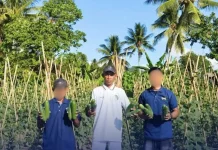 Lapas Sanana Panen 85 Kilogram Timun Hasil Pembinaan
