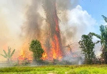 Kebakaran Landa Kebun Warga di Sanana, Damkar Berjibaku Jinakkan Api