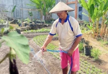 Rutan Ternate Sukses Optimalkan Lahan Produktif Dukung Ketahanan Pangan