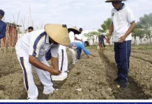 Lapas Sanana Tanam Buncis, Dorong Kemandirian Warga Binaan