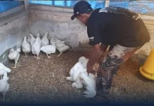 Lapas Ternate Panen 100 Ayam dari Pembinaan WBP