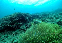 Kepulauan Maluku miliki Tingkat Keanekaragaman Hayati Tertinggi di Indonesia