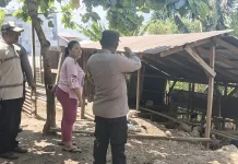 Polres Ternate Tindak Lanjut Keluhan Warga Soal Kandang Ayam Oknum Polisi