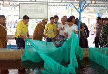 Panen 2 Ton Ikan Nila, Model Usaha Desa Mulai Direplikasi Warga Halut