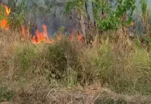 Kebakaran Lahan di Area BPMP Maluku Utara, 1 Hektar Kebun Warga Terbakar