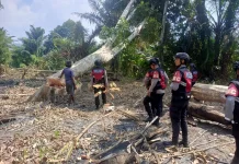 Petani Sula Diimbau Tak Bakar Hutan saat Buka Lahan