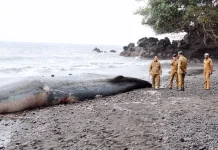 Sekda Ternate Instruksikan Penanganan Bangkai Paus Terdampar
