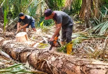Sagu, Penguatan Desa dan Kemandirian Pangan
