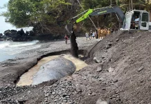Bangkai Paus Terdampar di Ternate Akhirnya Dikuburkan