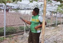 Dukung Ketahanan Pangan, Lapas Sanana Budidaya Buah Anggur