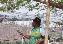 Dukung Ketahanan Pangan, Lapas Sanana Rawat Tanaman Anggur