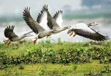 Manusia Menjadi Faktor Menurunnya Spesies Burung Migran