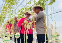 Melon Hidroponik Buka Peluang Tambahan Penghasilan Masyarakat