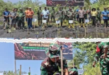 Kodim Tobelo dan Warga Tanam Bakau di Pantai Wauo Halmahera Utara