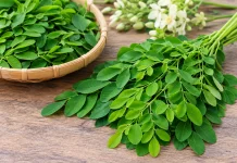 Daun Kelor, Si Hijau Kecil dengan Segudang Manfaat