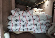 Harga Cengkih di Kepulauan Sula Membaik, Kabar Baik bagi Petani