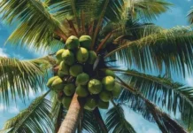 Kelapa Nui Sua Didorong sebagai Indikasi Geografis