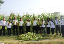 Lapas Sanana Kembali Panen Jagung Manis Ratusan Kilogram