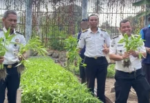 Lapas Ternate Panen 108 Kilogram Kangkung Hasil Pembinaan