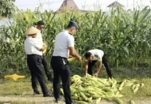 Lapas Sanana Panen 350 Kilogram Jagung Manis