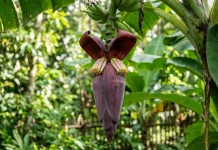 Jantung Pisang dan Beragam Manfaatnya bagi Kesehatan