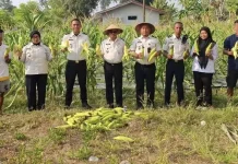 Lapas Sanana Panen 90 Kilogram Jagung Manis Warga Binaan