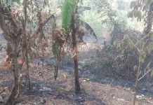 Musim Kemarau di Maluku Utara, Ini 5 Cara Cegah Kebakaran