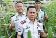 Dukung Ketahanan Pangan, Lapas Jailolo Panen Sawi Dan Mentimun Hasil WBP