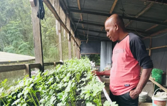 Seledri Halim Tumbuh Lebih Hijau di Lereng Gamalama